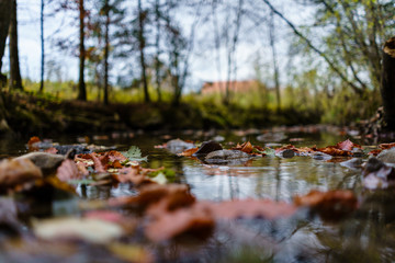 Blätter schwimmen auf Wasser