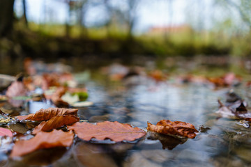 Blätter schwimmen auf Wasser