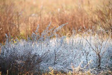 Grass in the frost and grass in the sunlight. Fight of cold and heat, winter and spring.
