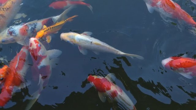 Koi fish, koi, animal, background, white, golden, carp, colorful, red,4k