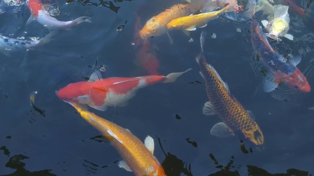 Koi fish, koi, animal, background, white, golden, carp, colorful, red,4k