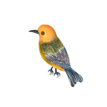 Bird isolated on white background . Bird Hand painted Watercolor illustrations.