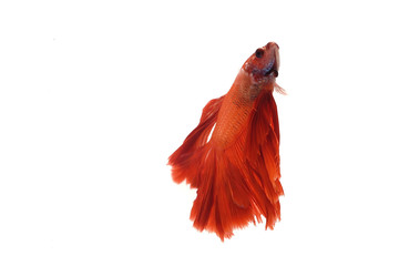 Obraz premium Red orange siamese fighting fish with half moon tail swimming in front of isolated white background.