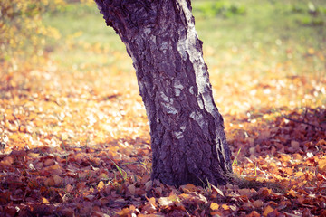 Trunks of birch trees and yellow leaves in autumn