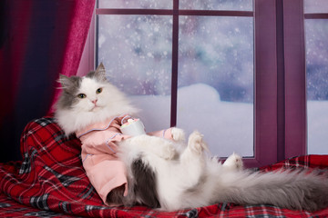 cat in pajamas drinking hot cocoa with marshmallows