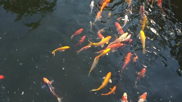 Koi fish, koi, animal, background, white, golden, carp, colorful, red,4k
