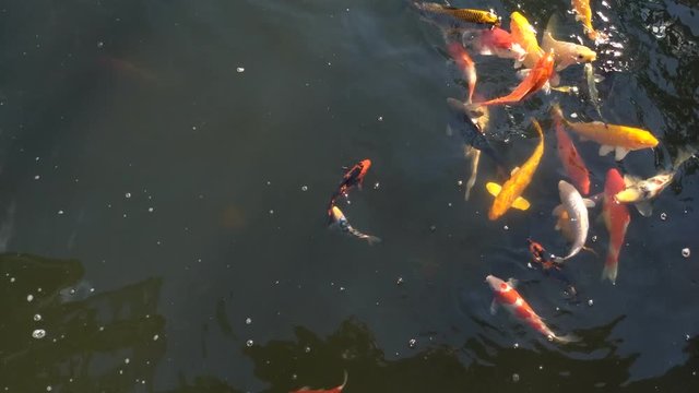 Koi fish, koi, animal, background, white, golden, carp, colorful, red,4k