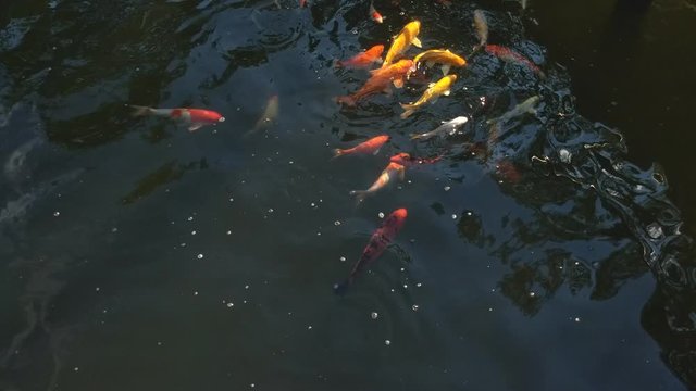 Koi fish, koi, animal, background, white, golden, carp, colorful, red,4k
