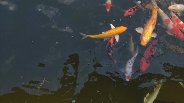 Koi fish, koi, animal, background, white, golden, carp, colorful, red,4k