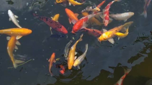 Koi fish, koi, animal, background, white, golden, carp, colorful, red,4k