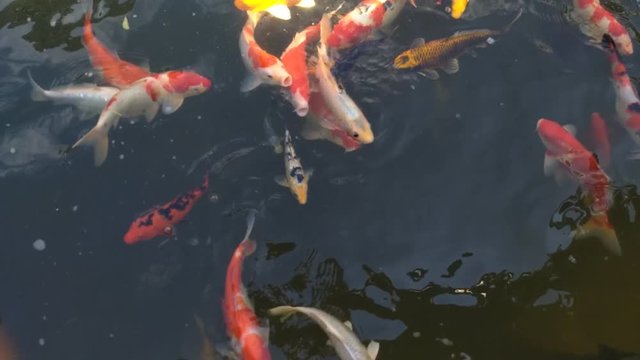 Koi fish, koi, animal, background, white, golden, carp, colorful, red,4k