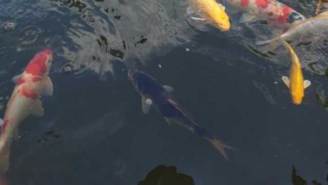 Koi fish, koi, animal, background, white, golden, carp, colorful, red,4k