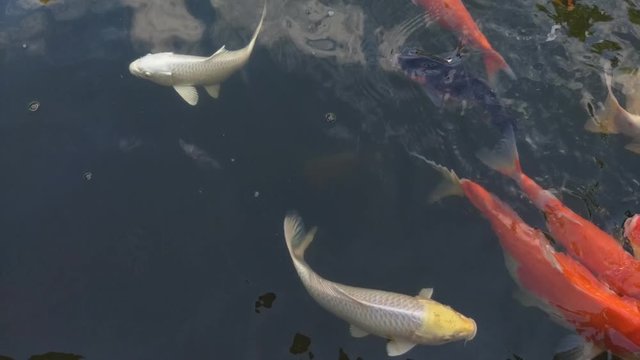 Koi fish, koi, animal, background, white, golden, carp, colorful, red,4k
