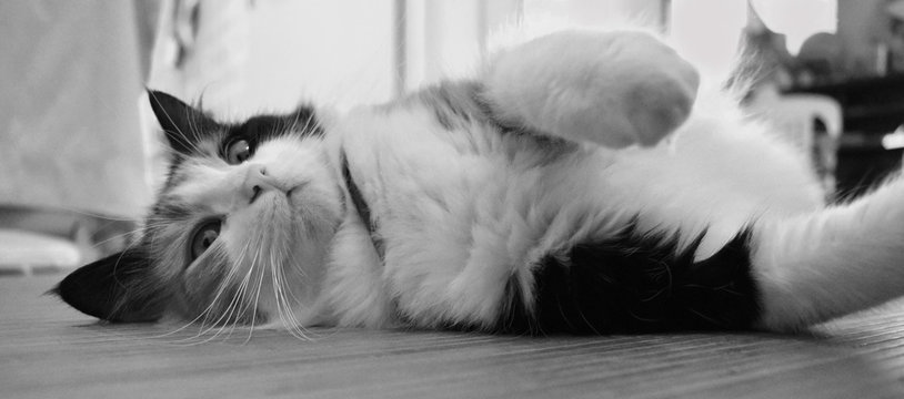 jeune chatte jouant tout en &eacute;tant allong&eacute;e exprimant comfort et bien-&ecirc;tre