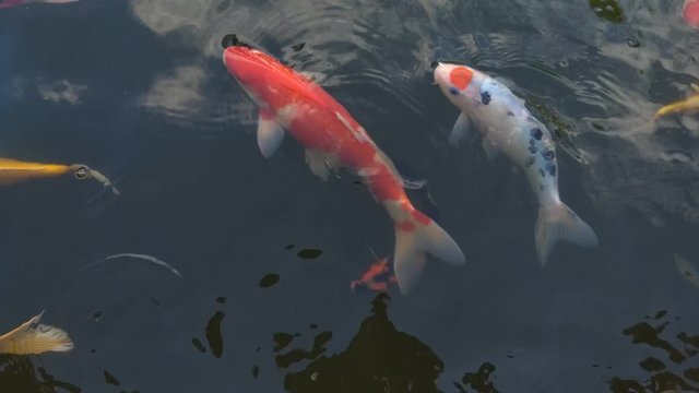 Koi fish fish, koi, animal, background, white, golden, carp, colorful, red,4k