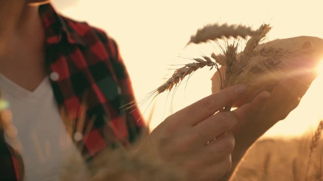 A woman farmer stands in a wheat field holding in hand a loaf of white bread.