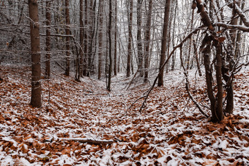 Fresh snow on leaves in the middle of the forest