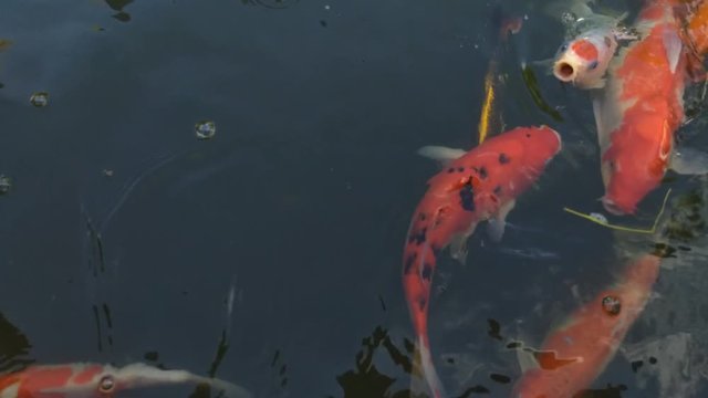 Koi fish, koi, animal, background, white, golden, carp, colorful, red,4k