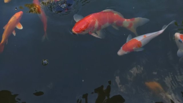 Koi fish, koi, animal, background, white, golden, carp, colorful, red,4k