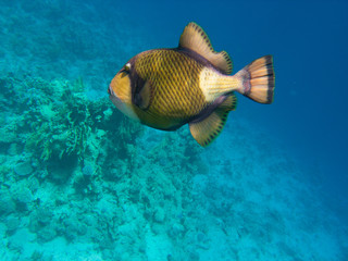 Titanium triggerfish, balistodes viridescens, balistod in the Red Sea.