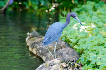Little blue heron perched on a trunk in a river in costa rica