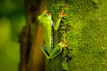 Red eye tree frog hanging from a tree in the jungle of costa rica