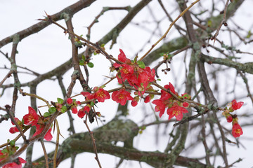 frozen red camellia blossoms and flowers in winter                              