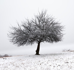 Lonely tree in fresh snow early winter