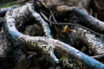 Open gnarled roots of the old tree