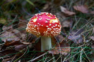 Amanita Muscaria, poisonous mushroom