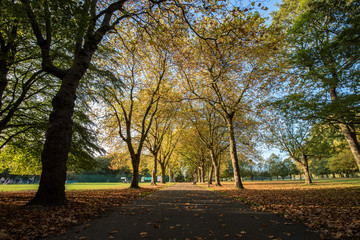 Avenue of trees in Sefton Park
