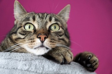 Tigerkatze auf einem Katzenbaum
