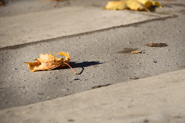 autumn yellow leaves on the pavement in the city