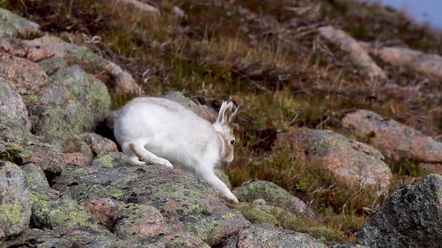 mountain hare in partial winter moult/coat  sitting and running amongst thick heather and boulders on a slope within the cairngorms NP.