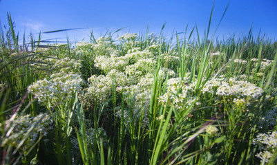 Naklejka premium Nature grass flower field