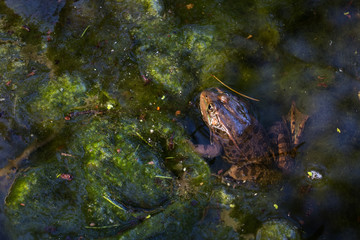 Frogs