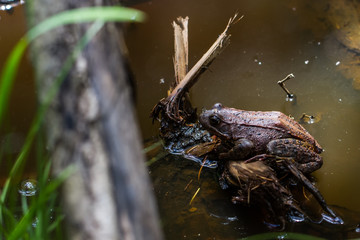 Frogs
