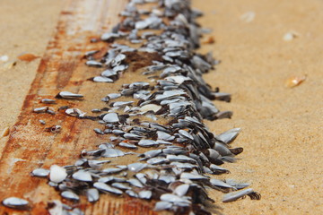 photo of seashells on a wooden board, clams cling to a board on a sandy seashore