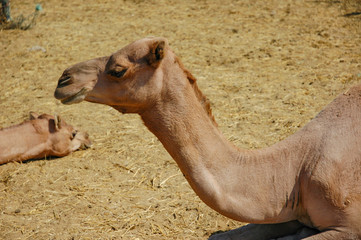 Dromedar von der Seite