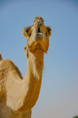 Dromedar von unten