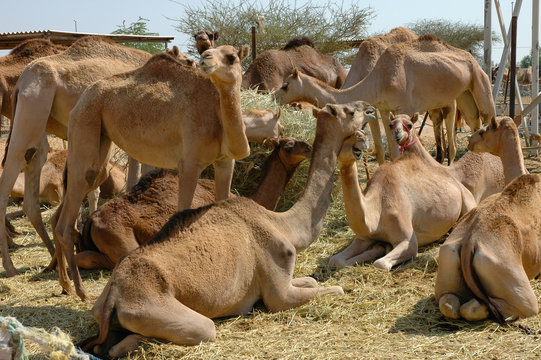 Dromedare auf dem Kamelmarkt