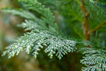 Fern in nature with water drops on leaves in spring