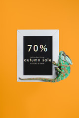 bright green chameleon on blackboard with autumn sale isolated on orange