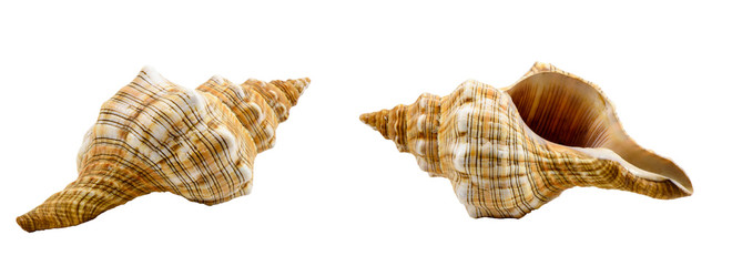 Pleuroploca trapezium, trapezium horse conch shell isolated on white - Powered by Adobe
