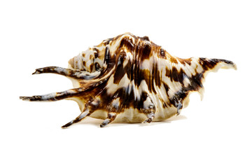 Sea shell isolated on white