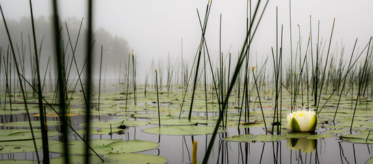 Lilly pads and reeds on a calm foggy lake in northern Wisconsin