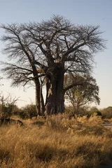 Crédence de cuisine en verre imprimé Baobab Baobab dans la savane