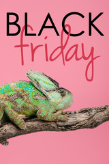 beautiful exotic chameleon sitting on tree branch isolated on pink with black friday sign © LIGHTFIELD STUDIOS
