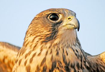 Prtrait of Falcon