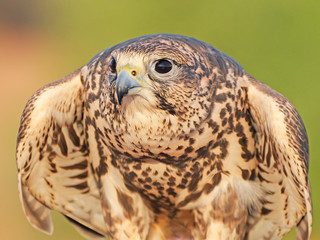 Prtrait of Falcon